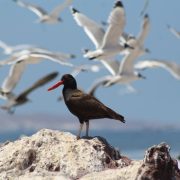 Jornada Educativa sobre Biodiversidad Costera en la Caleta Cavancha – Un Proyecto de Nomadesert para la Conservación de Tarapacá