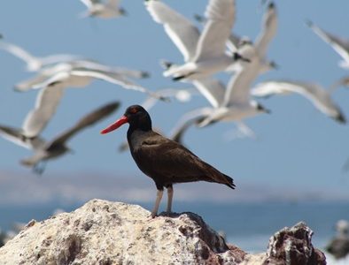 Jornada Educativa sobre Biodiversidad Costera en la Caleta Cavancha – Un Proyecto de Nomadesert para la Conservación de Tarapacá