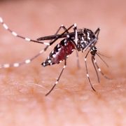 Ante alerta sanitaria vigente, autoridades coordinan acciones frente a hallazgo del zancudo Aedes aegypti en COGRID regional