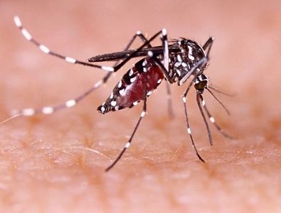 Ante alerta sanitaria vigente, autoridades coordinan acciones frente a hallazgo del zancudo Aedes aegypti en COGRID regional