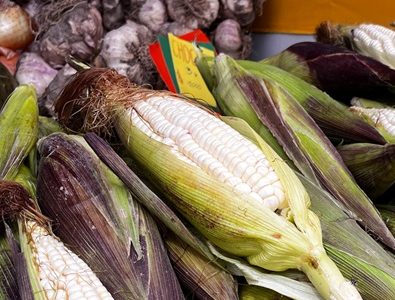 Pequeños productores participaron en octava versión de Feria de Camiña, instancia que rescata los cultivos ancestrales del choclo y el ajo