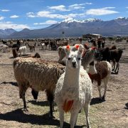 Avance del Plan Camélido en Tarapacá: Fortaleciendo ganadería local desde el aprendizaje y mejorando la vida de pequeños productores