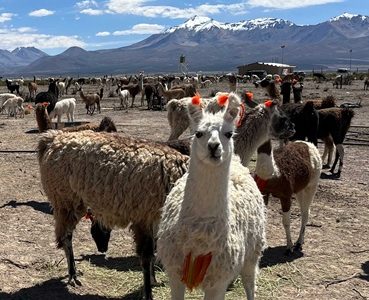 Avance del Plan Camélido en Tarapacá: Fortaleciendo ganadería local desde el aprendizaje y mejorando la vida de pequeños productores