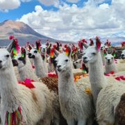 Tarapacá participa en Antofagasta en Encuentro para la promoción y desarrollo sostenible del sector camélido en Sudamérica