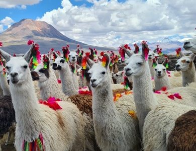 Tarapacá participa en Antofagasta en Encuentro para la promoción y desarrollo sostenible del sector camélido en Sudamérica