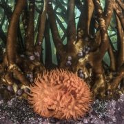 Mar de Pisagua se toma el Mes del Mar: Canal Cultura NTV Estrenará cortometraje filmado en la primera área marina protegida de Tarapacá