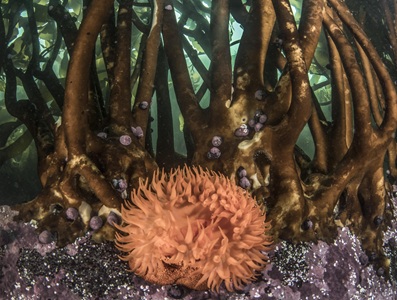 Mar de Pisagua se toma el Mes del Mar: Canal Cultura NTV Estrenará cortometraje filmado en la primera área marina protegida de Tarapacá 