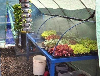 Proyecto para cultivo vertical de lechugas y kales, permitirá disminuir 90 por ciento del consumo hídrico de las especies vegetales.