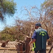 CONAF detecta tala ilegal en Reserva Pampa del Tamarugal y constata grave daño a bofedal en Parque Nacional Volcán Isluga