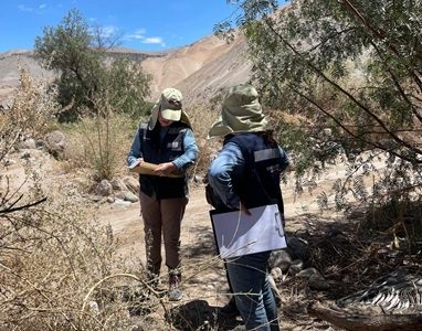Invitan a las y los  agricultores indígenas a agendar visitas técnicas para postular a los fondos UMA 2026