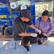 Alto Hospicio: Gatos y perros beneficiados con operativos gratuitos de vacunación antirrábica y desparasitación interna