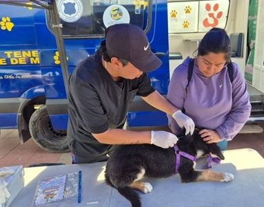 Alto Hospicio: Gatos y perros beneficiados con operativos gratuitos de vacunación antirrábica y desparasitación interna