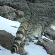 Histórico registro del gato andino en Parque Nacional Volcán Isluga tras seis años sin avistamientos