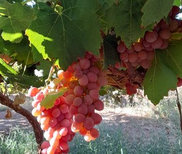 Nuevos aromas y mayor calidad: Científicos de la UNAP estudian las moléculas que definen los aromas  del “Vino del Desierto”