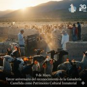 Ganadería camélida altoandina, patrimonio cultural inmaterial: Entre el reconocimiento y la revitalización andina