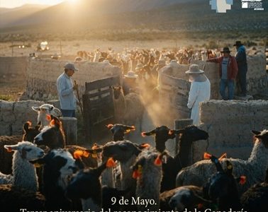 Ganadería camélida altoandina, patrimonio cultural inmaterial: Entre el reconocimiento y la revitalización andina