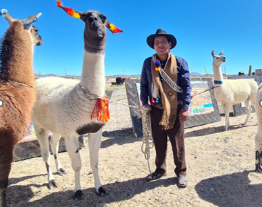 Entre bofedales y caravanas: La resistencia silenciosa de los ganaderos del altiplano tarapaqueño