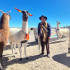 Entre bofedales y caravanas: La resistencia silenciosa de los ganaderos del altiplano tarapaqueño
