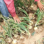 Banco Estado abre crédito especial para agricultores con tasas preferenciales y garantía estatal