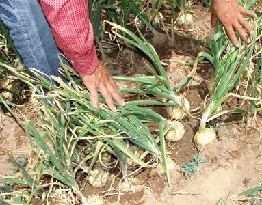 Banco Estado abre crédito especial para agricultores con tasas preferenciales y garantía estatal