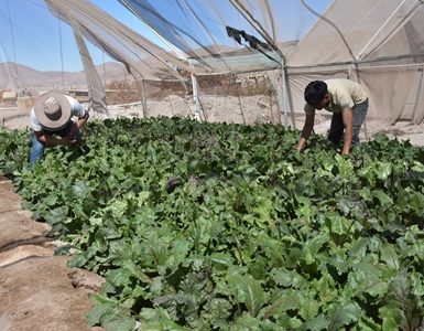 Centro de Estudio y Trabajo de Pozo Almonte: El modelo de reinserción agrícola que transforma el cumplimiento de condenas