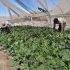 Centro de Estudio y Trabajo de Pozo Almonte: El modelo de reinserción agrícola que transforma el cumplimiento de condenas