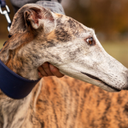 Colegio Médico Veterinario, COLVEMET, reitera su rechazo a las carreras de galgos y exige derogación del artículo 16° de la Ley 20.380