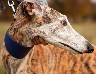 Colegio Médico Veterinario, COLVEMET, reitera su rechazo a las carreras de galgos y exige derogación del artículo 16° de la Ley 20.380