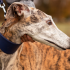 Colegio Médico Veterinario, COLVEMET, reitera su rechazo a las carreras de galgos y exige derogación del artículo 16° de la Ley 20.380