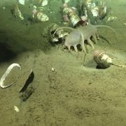 Descubren una nueva bacteria simbionte de la almeja gigante que revela un ecosistema inédito en aguas profundas