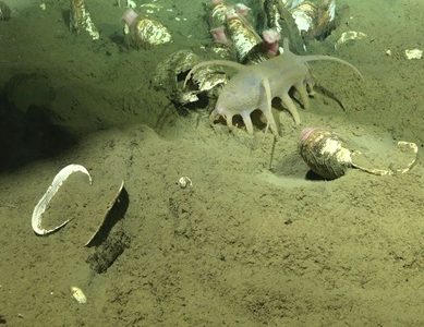 Descubren una nueva bacteria simbionte de la almeja gigante que revela un ecosistema inédito en aguas profundas