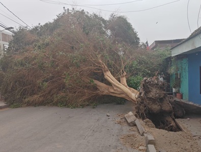 Despliegan personal de emergencia para atender daños provocados por temporal de viento en Iquique, Alto Hospicio y comunas rurales
